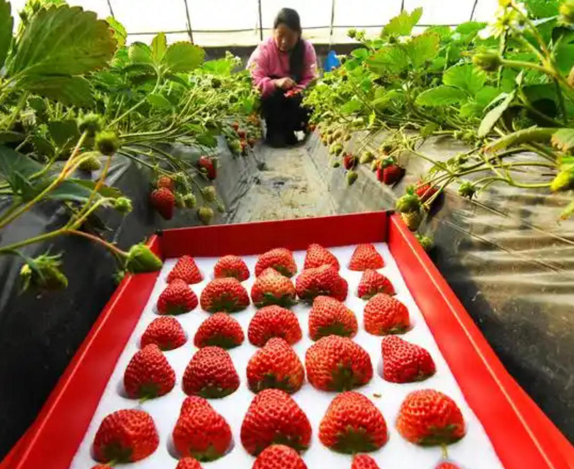 红颜草莓